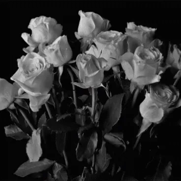 x.elioelioelioelio.x