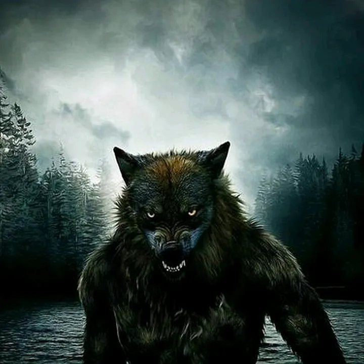 wolf6103