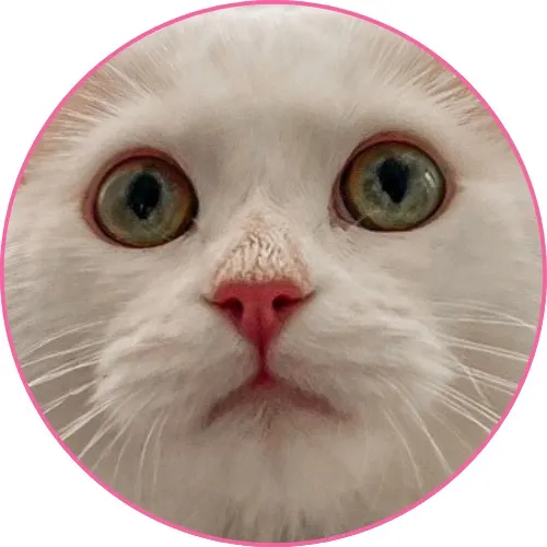 a_cat_called_donut_