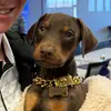 roycethereddobie