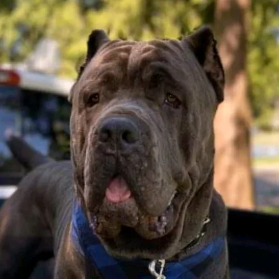 @salmoncreek.canecorso
