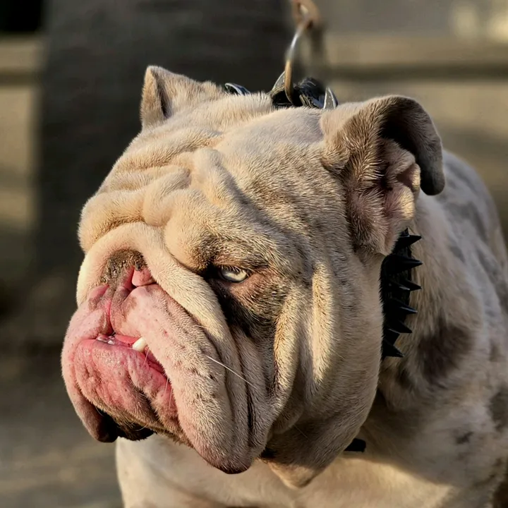 tdhbulldogs