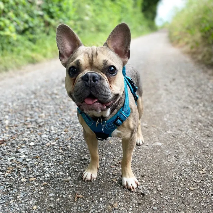 @barrythefrenchie2