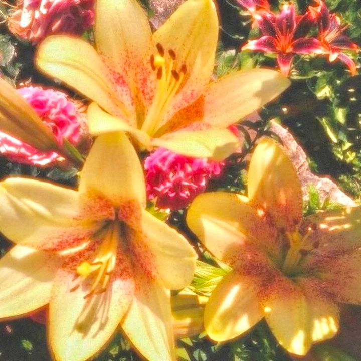 🌷 - original sound