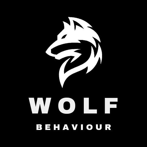 TheWolfbehaviour - suara asli - thewolfbehaviour