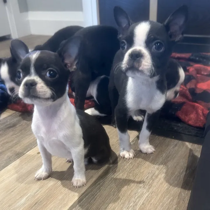 bostonterrierpupies