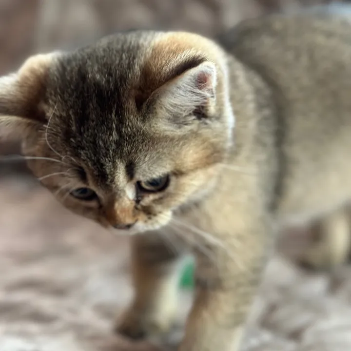 @cat.sheri.kittens