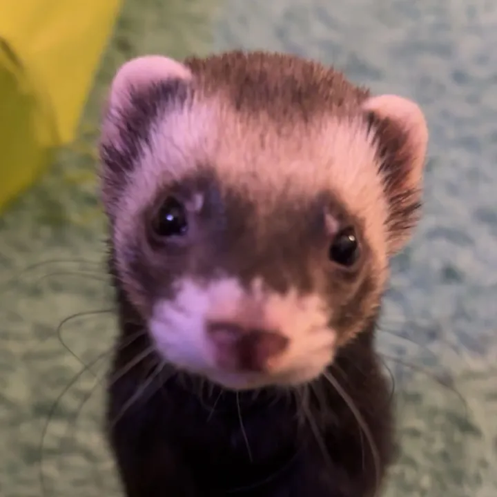 @mylo.mac