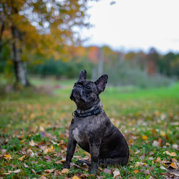 petskneadpeace