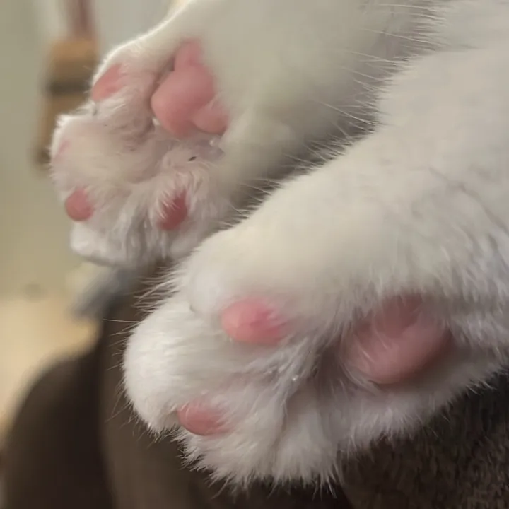 @hella_paws21