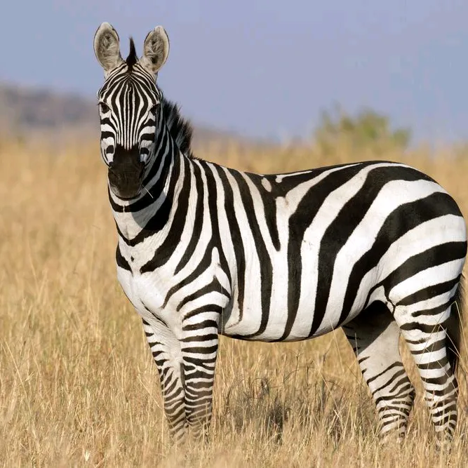 chishongotembo