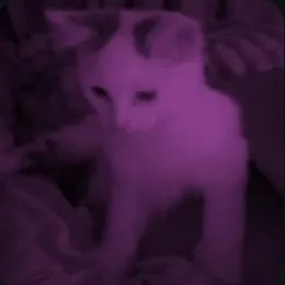 madstaa7