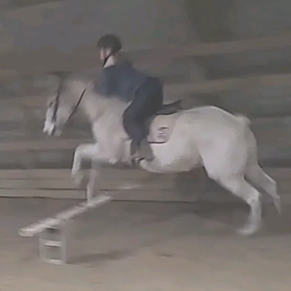 horsie_rider