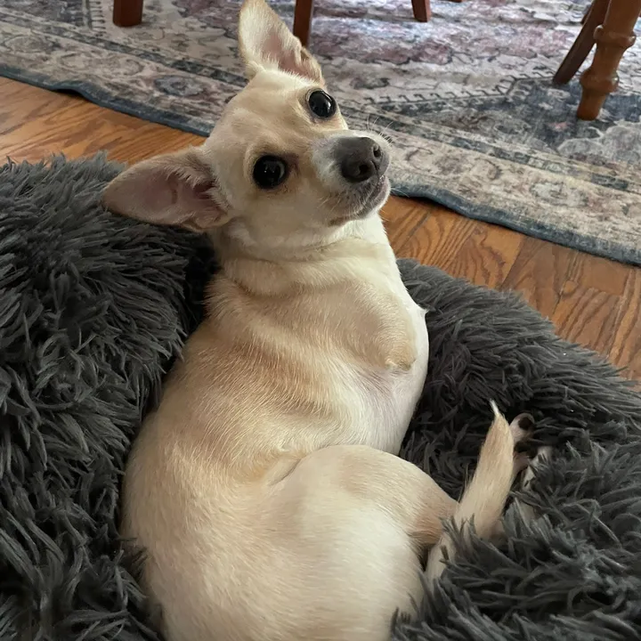 2legdogs