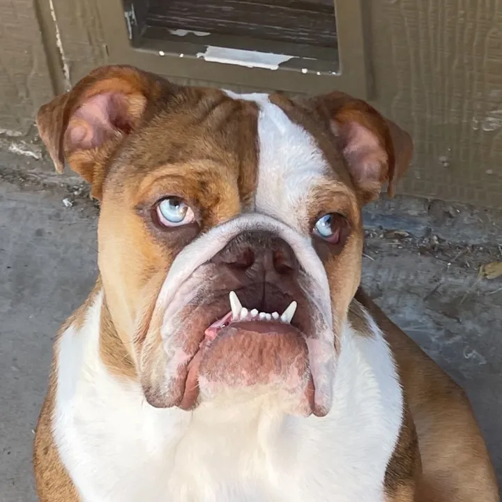 suju_the_bully
