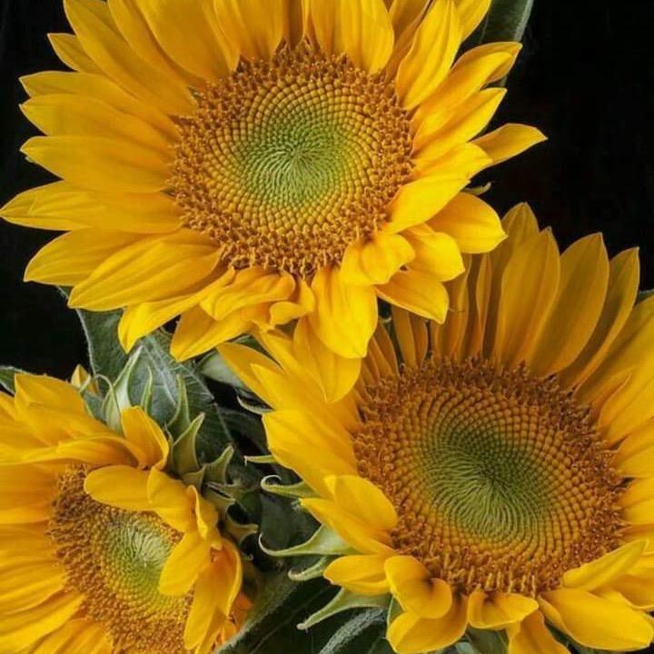 🤎🌻🌈💫🫣🖤 - original sound - soloxexistir