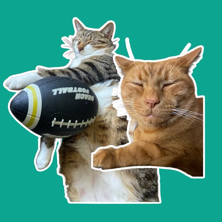 @stormysunny.cats
