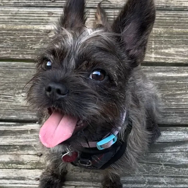 @jasperthefrorkie