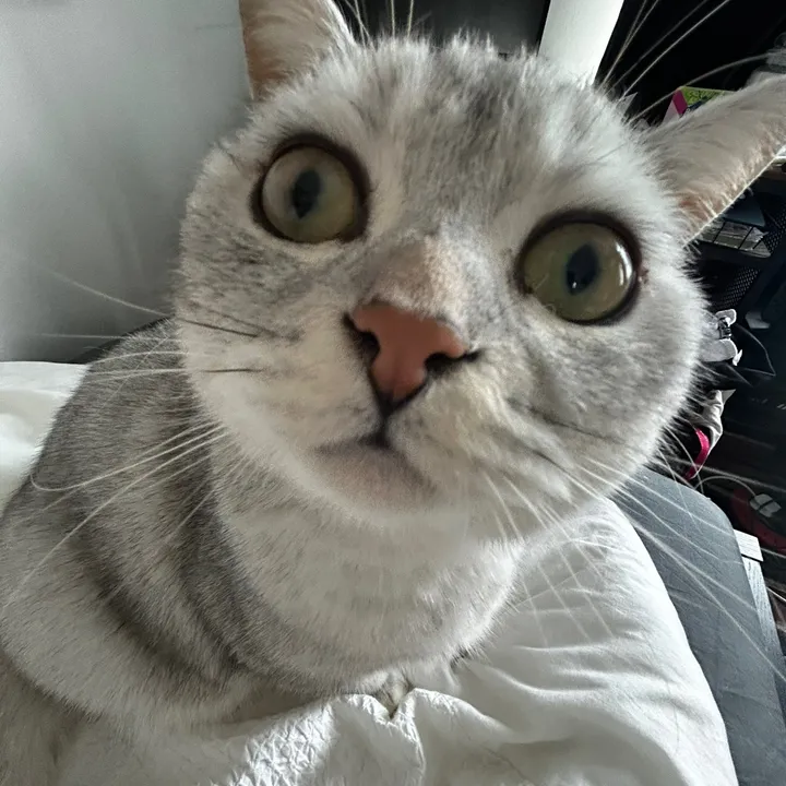 @jjthekittie