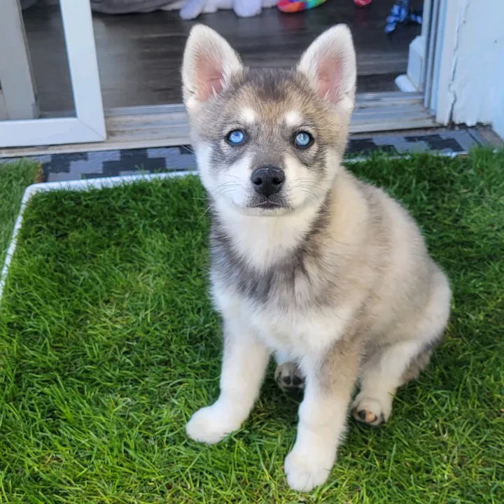 nikothealaskankleekai