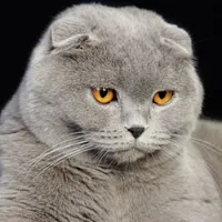rankinganimalmoments