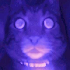 gonzoisacat