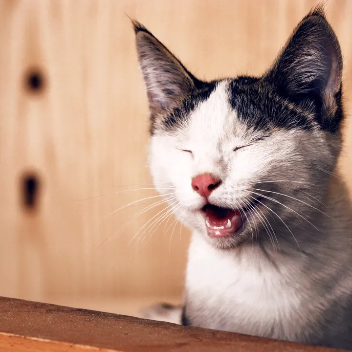@funnyanimalsworldr