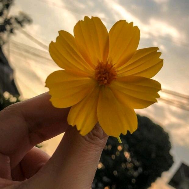 Q U I E R E T E 🥀💞 - suara asli