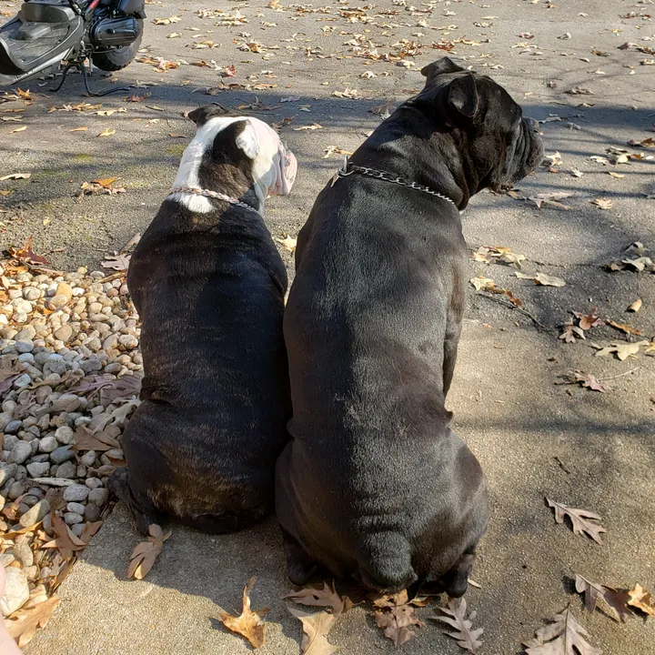 carolinabulldogs