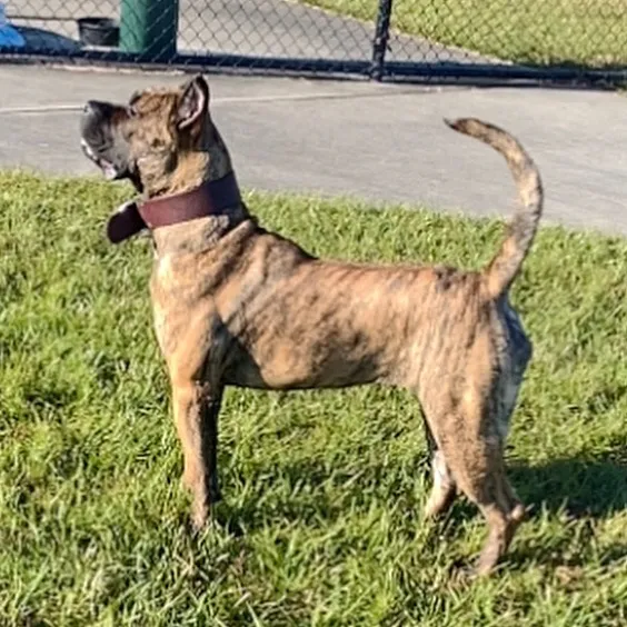 kvngkennels
