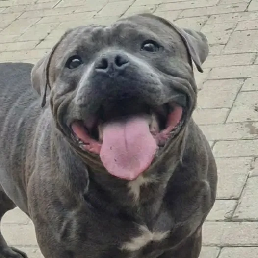 @maximus__prime_