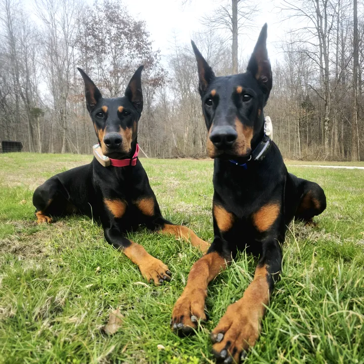 @dobergoats
