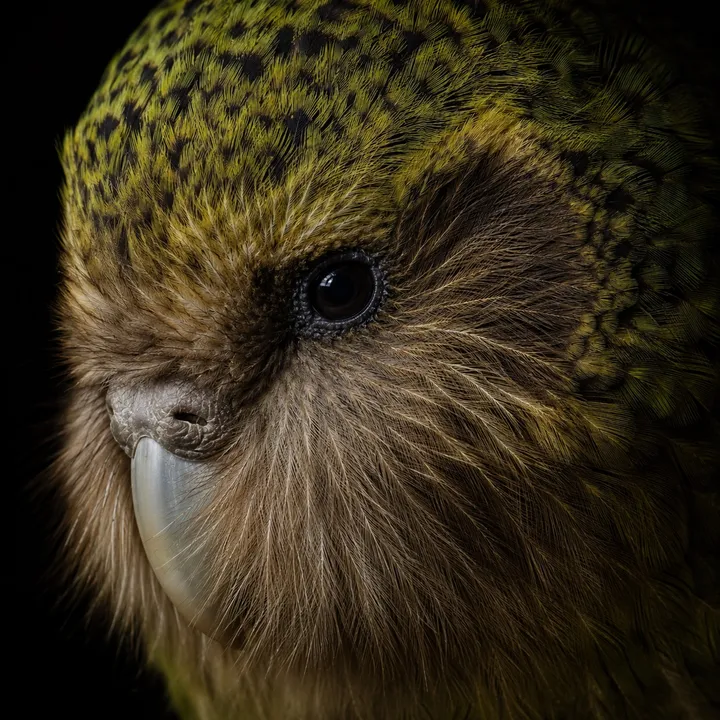 @thebirdlens