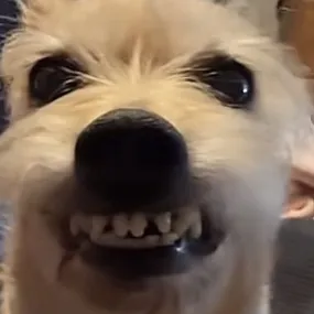 idk.i.just.got.here3