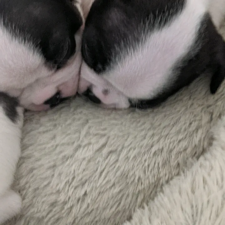 @bostonterrierkai
