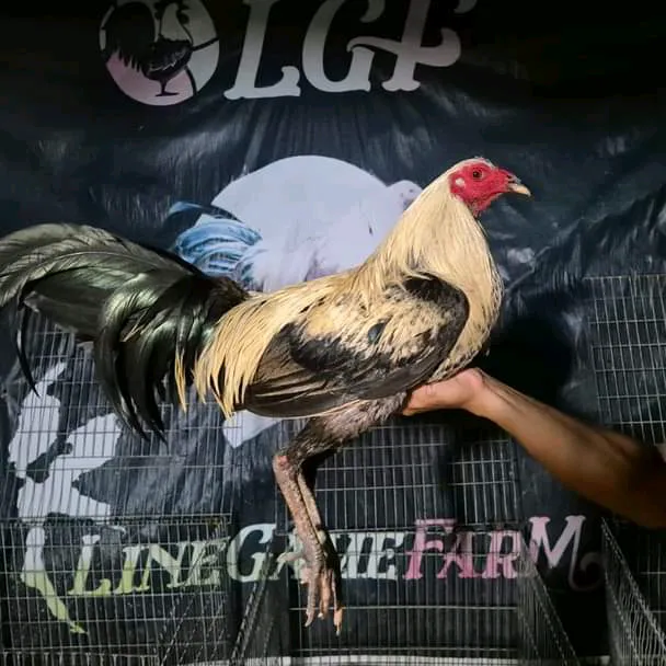 charleslgf