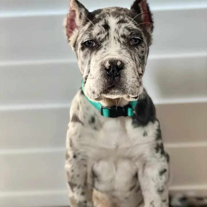 bugattibloodlinekennels