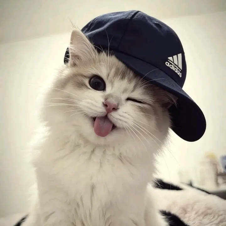 @cutecatlover8172