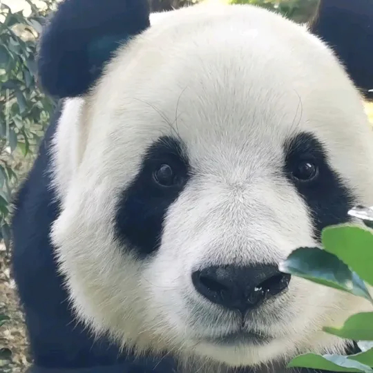 phivan.panda