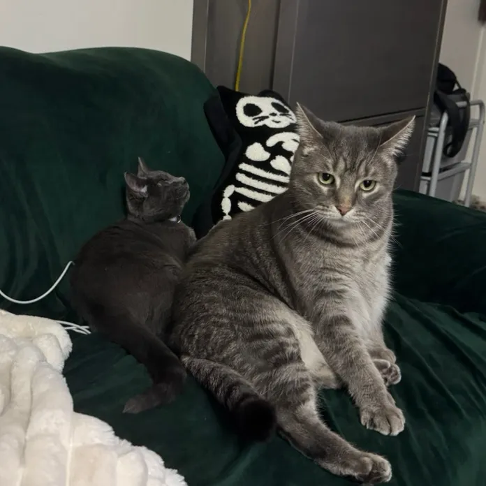 my2blindcats