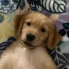 cociethegolden
