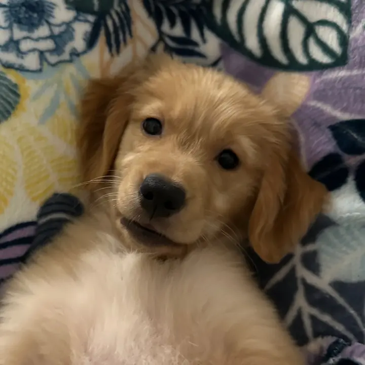 @cociethegolden