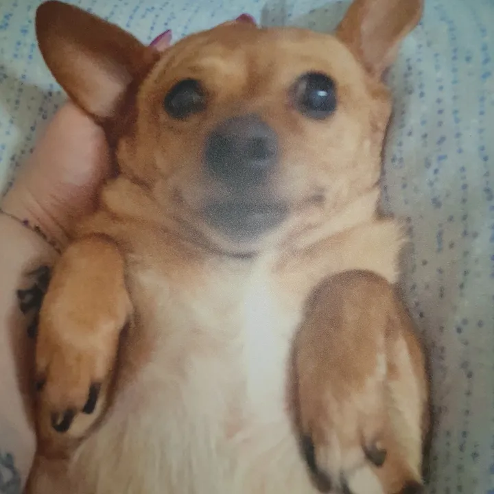 ginaloverofdogs10