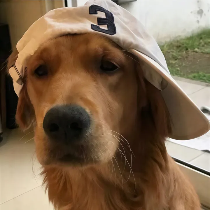 dawgdudebro