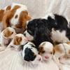 cavalierkingcharlesparis