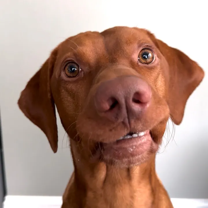 tycho.the.vizsla