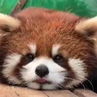cuteanimals472