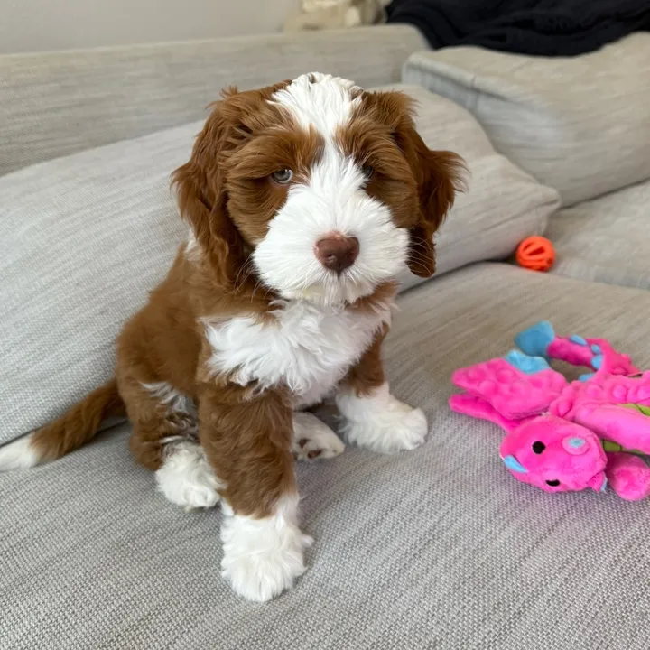 odie.bear8