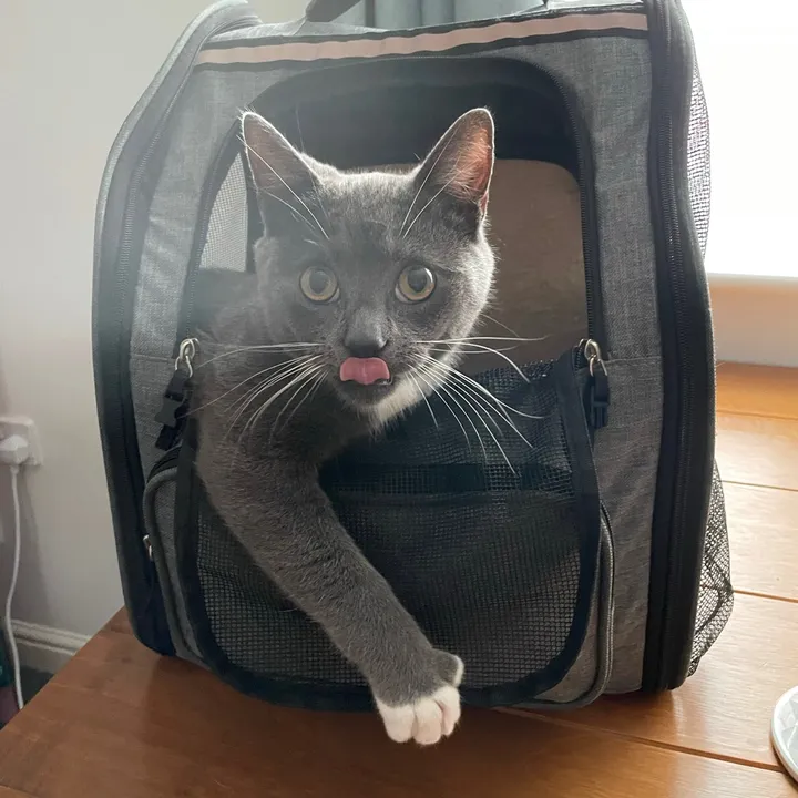 @simontheadventurecat
