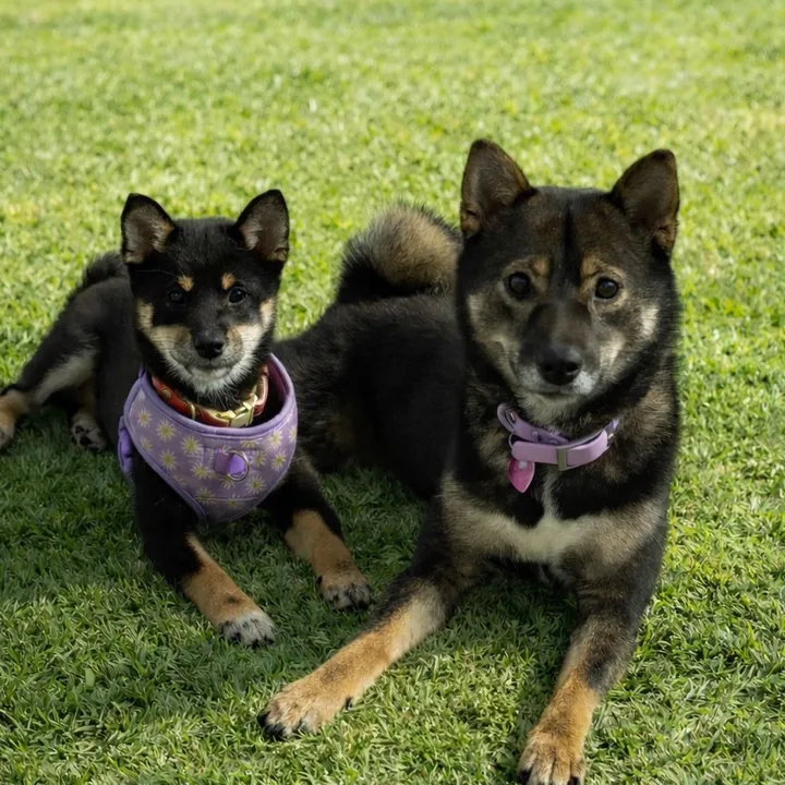 shibalilo